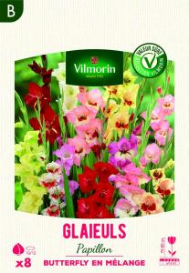 Glaïeuls Grande Fleur Butterfly en Mélange (x8)